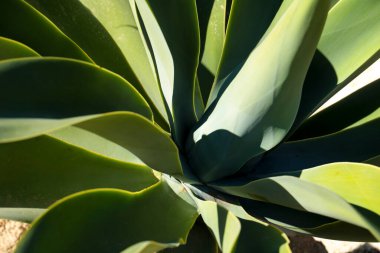 İspanya, Elche 'deki bahçede Agave Attenuata bitkisi