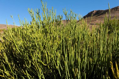 Ephedra Viridis Coville güneşin altındaki bahçede bitki yetiştiriyor.