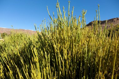 Ephedra Viridis Coville güneşin altındaki bahçede bitki yetiştiriyor.