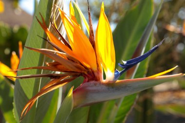 Cennet Kuşu Elche, İspanya 'da bir bahçede çiçek açtı.