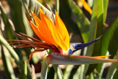 Cennet Kuşu Elche, İspanya 'da bir bahçede çiçek açtı.