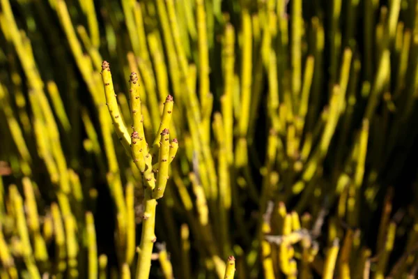 太陽の下で庭のエフェドラ ヴィリディス コヴィルの植物 — ストック写真