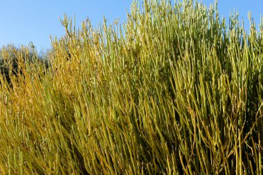 Ephedra Viridis Coville güneşin altındaki bahçede bitki yetiştiriyor.