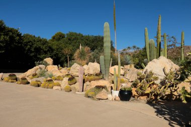 Cabo de Gata 'daki güzel kaktüs bahçesi, Nijar, Almerya, güneşin altında.