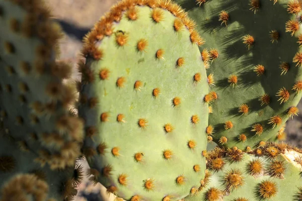 Opuntia Aciculata Cactus Texture Végétale Dans Jardin Sous Soleil Nijar — Photo