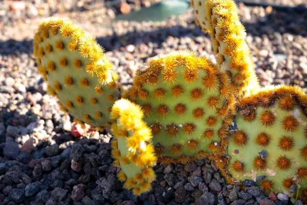 Opuntia Aciculata Cactus Textura Vegetal Jardín Bajo Sol Nijar Almería — Foto de Stock