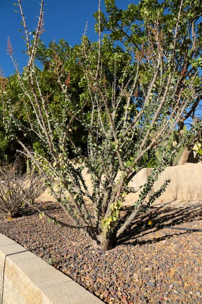 Schöne Euphorbia Milii Kaktuspflanze Garten Unter Der Sonne — Stockfoto