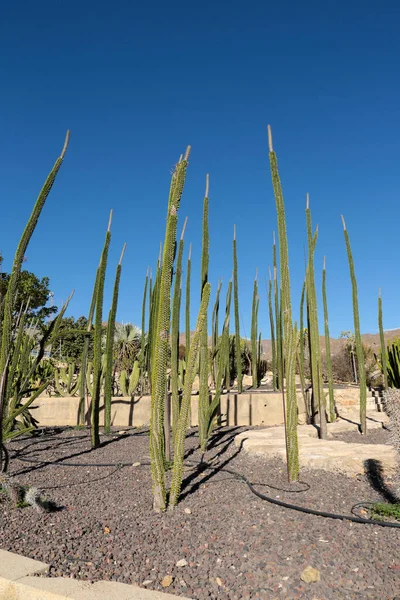 Planta Cactus Alluaudia Procera Jardín Almería España — Foto de Stock