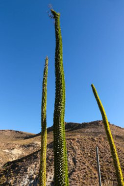 Alluaudia procera kaktüs bitkisi Almerya, İspanya 'da bir bahçede
