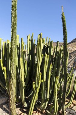Alluaudia procera kaktüs bitkisi Almerya, İspanya 'da bir bahçede