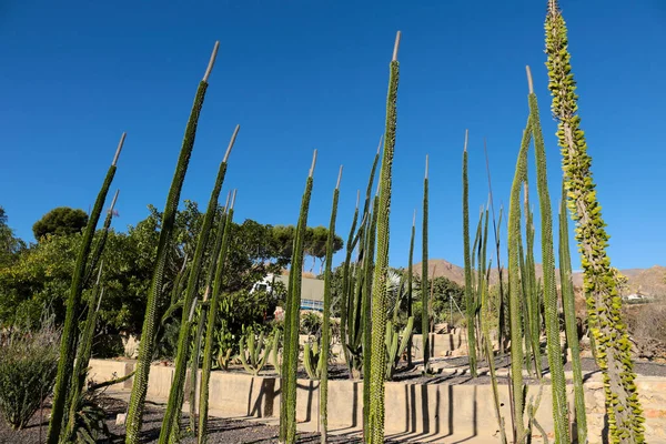 Alluaudia Procera Cactus Plant Garden Almeria Spain — Stock Photo, Image