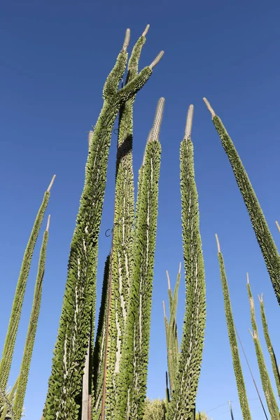 Alluaudia Procera Kaktus Växt Trädgård Almería Spanien — Stockfoto