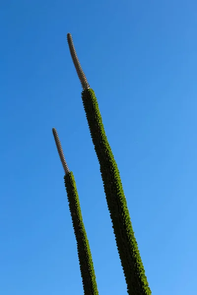 Растение Кактуса Alluaudia Procera Саду Альмерии Испания — стоковое фото