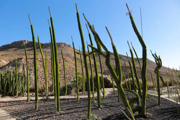 Alluaudia Procera Cactus Plant Κήπο Στην Αλμερία Ισπανία — Φωτογραφία Αρχείου