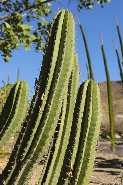 Cactus Plant Polaskia Chichipe Garden Sun — Stock Photo, Image