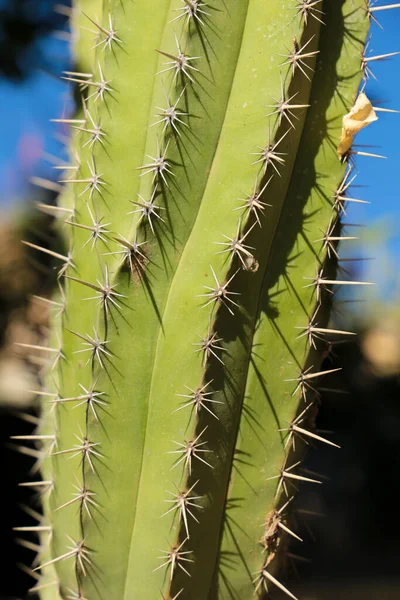 Kaktusz Növény Polaskia Chichipe Kertben Nap Alatt — Stock Fotó