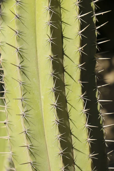 Kaktusväxt Polaskia Chichipe Trädgården Solen — Stockfoto