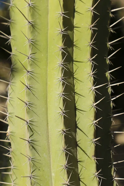 Plante Cactus Polaskia Chichipe Dans Jardin Sous Soleil — Photo