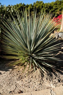 Nijar, Almerya, İspanya 'da güneşin altındaki bahçede güzel bir çocuk.
