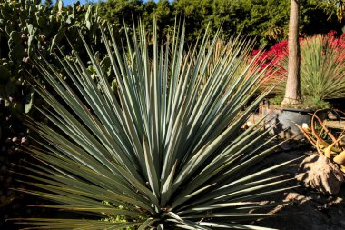 Nijar, Almerya, İspanya 'da güneşin altındaki bahçede güzel bir çocuk.