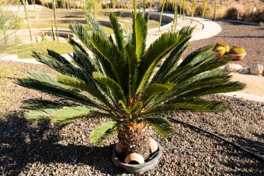 Cycas Revoluta baharda bahçede güneşin altında bitki yetiştiriyor.