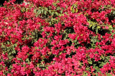 Güzel ve renkli bougainvillea çiçek dokusu