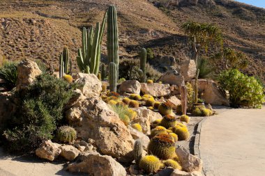 Cabo de Gata 'daki güzel kaktüs bahçesi, Nijar, Almerya, güneşin altında.