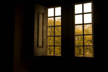 Green trees through old wooden window in Portugal in winter