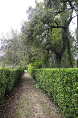 Lisbon, Portugal- November 28, 2022:Topiary art garden in the Garden of Queluz Palace in winter