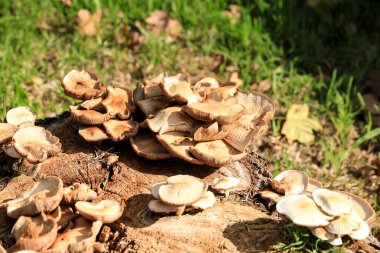 Hypsizygus Ulmarius Mushrooms on a log in the garden