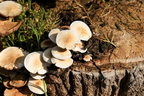 Hypsizygus Ulmarius Mushrooms on a log in the garden