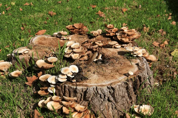 Hypsizygus Ulmarius Mushrooms Log Garden — стоковое фото