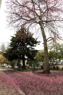 Lisbon, Portugal- October 21, 2022: Beautiful and colorful garden with pink flowers on the floor in Lisbon