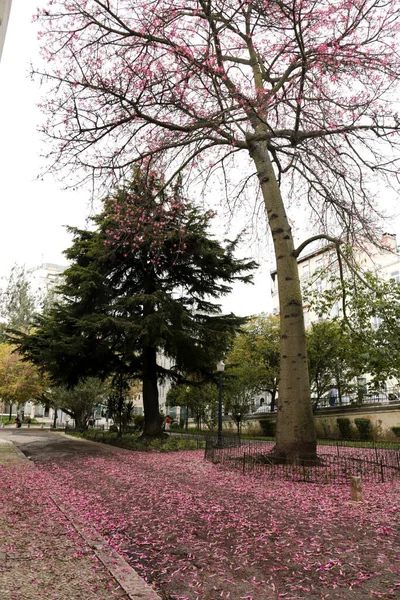 Lisbon Portugal October 2022 Beautiful Colorful Garden Pink Flowers Floor — стокове фото