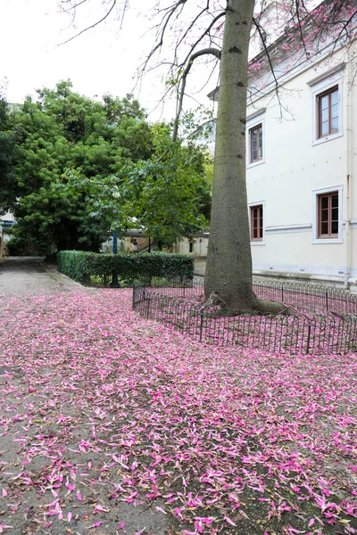 Beautiful Colorful Garden Pink Flowers Floor Lisbon — 图库照片