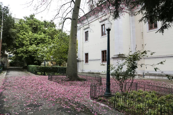 Чудовий Барвистий Сад Рожевими Квітами Підлозі Лісабоні — стокове фото