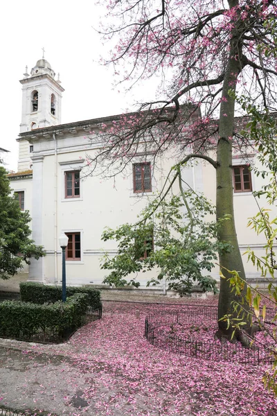 Όμορφος Και Πολύχρωμος Κήπος Ροζ Λουλούδια Στο Πάτωμα Της Λισαβόνας — Φωτογραφία Αρχείου