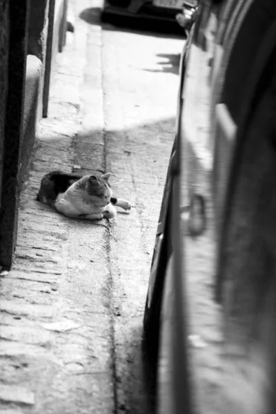 Gato Descansando Bajo Sol Calle España — Foto de Stock