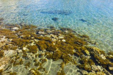 Temiz su ve yeşil yosunlu kayalar ile kıyı arkaplanı