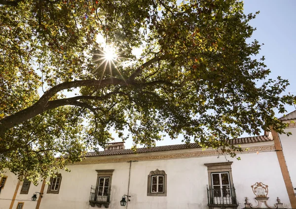 Τυπική Πορτογαλική Πρόσοψη Δίπλα Στο Όμορφο Δέντρο Στην Παλιά Πόλη — Φωτογραφία Αρχείου