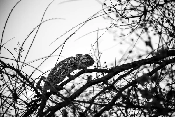 Piękny Kameleon Gałęzi Pod Zimowym Słońcem — Zdjęcie stockowe