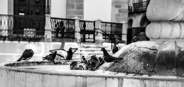 Pigeons Perchés Sur Une Fontaine Granit Sur Place Principale Ville — Photo