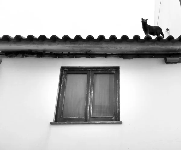 Black Cat Roof Portuguese House — Stock Photo, Image