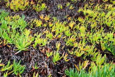 Beautiful Carpobrotus edulis plant in the garden in spring