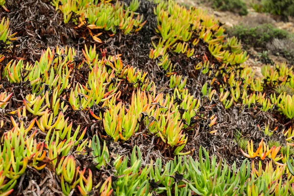 Beautiful Carpobrotus edulis plant in the garden in spring