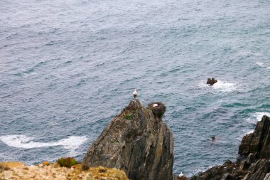Sardao Burnu 'nun güzel uçurumlarında yuva yapma mevsiminde beyaz leylekler