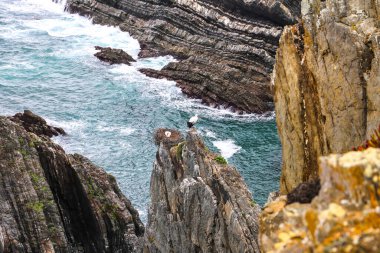 Sardao Burnu 'nun güzel uçurumlarında yuva yapma mevsiminde beyaz leylekler