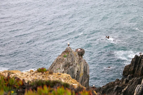 Belas Falésias Cabo Sardao Com Cegonhas Brancas Época Nidificação — Fotografia de Stock
