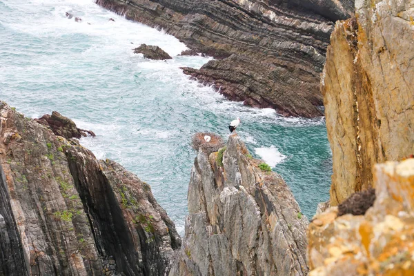 Beautiful Cliffs Sardao Cape White Storks Nesting Season — Stock Photo, Image