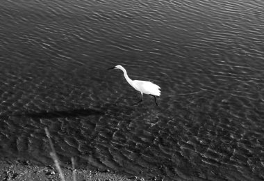 Portekiz 'in Tavira kasabasındaki Gilao Nehri kıyısında bir balıkçıl.